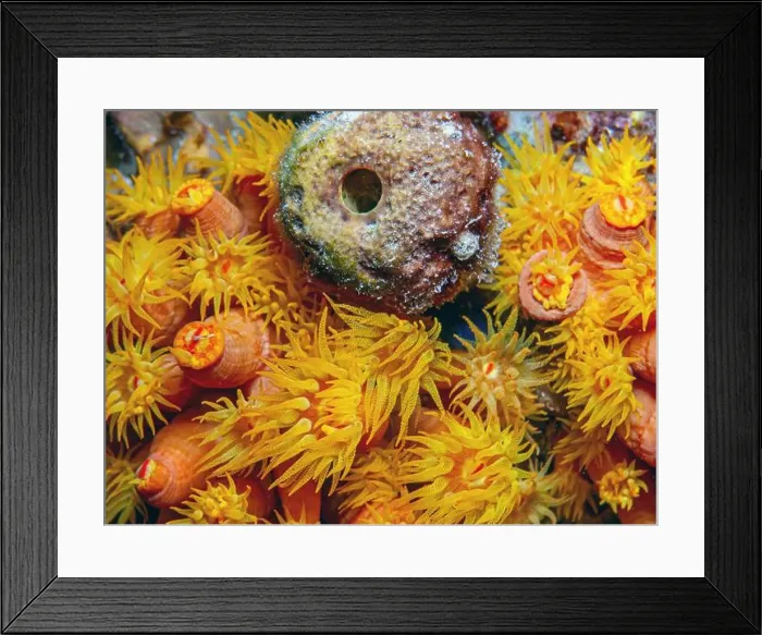 Framed Print : Orange cup coral, Tubastraea coccinea, belongs to a group of corals known as large-polyp stony corals Framed Print : Orange cup coral, Tubastraea coccinea, belongs to a group of corals known as large-polyp stony corals