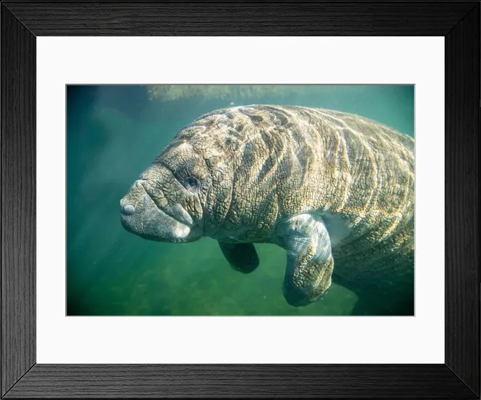 Framed Print : Close-up of a manatee swimming underwater, Florida, USA Framed Print : Close-up of a manatee swimming underwater, Florida, USA
