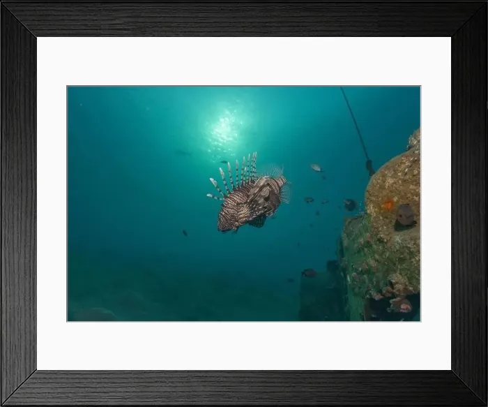 Framed Print : Lionfish in the Red Sea colorful fish, Eilat Israel Framed Print : Lionfish in the Red Sea colorful fish, Eilat Israel