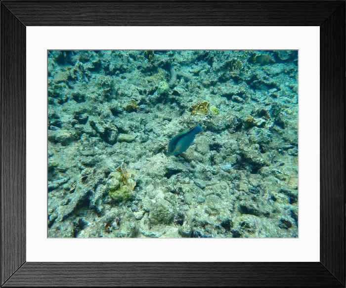 Framed Print : Striped parrotfish (Scarus taeniopterus) feeding on damged coral reef, Bonaire, Caribbean Netherlands Framed Print : Striped parrotfish (Scarus taeniopterus) feeding on damged coral reef, Bonaire, Caribbean Netherlands