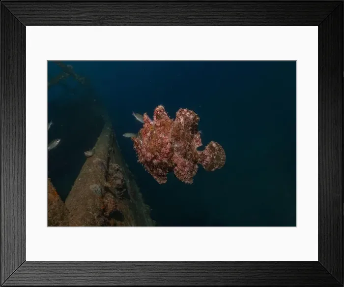 Framed Print : Frogfish swim in the Red Sea, colorful fish, Eilat Israel Framed Print : Frogfish swim in the Red Sea, colorful fish, Eilat Israel