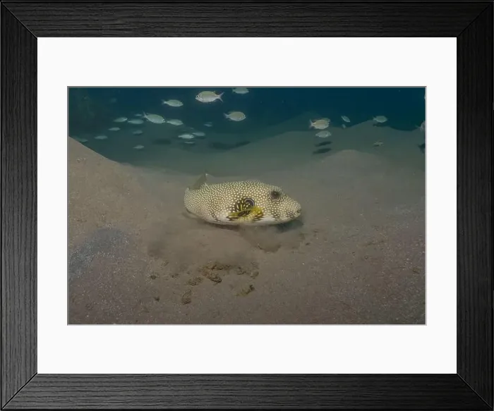 Framed Print : Fish swimming in the Red Sea, colorful fish, Eilat Israel Framed Print : Fish swimming in the Red Sea, colorful fish, Eilat Israel