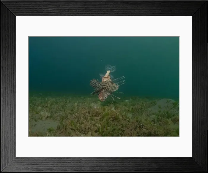 Framed Print : Lionfish in the Red Sea colorful fish, Eilat Israel Framed Print : Lionfish in the Red Sea colorful fish, Eilat Israel