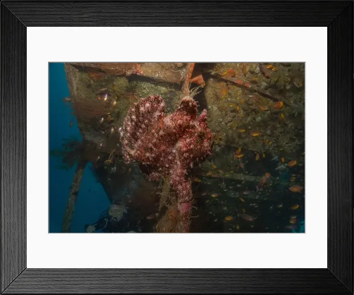 Framed Print : Frogfish swim in the Red Sea, colorful fish, Eilat Israel Framed Print : Frogfish swim in the Red Sea, colorful fish, Eilat Israel