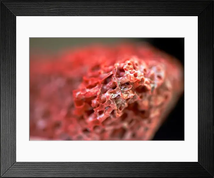 Framed Print : A stunning macro photo reveals the intricate details of a vibrant red coral reef