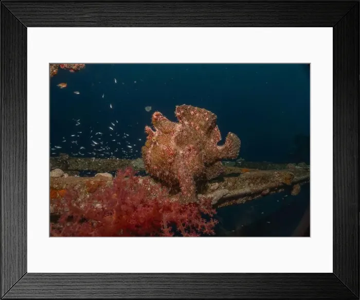 Framed Print : Frogfish swim in the Red Sea, colorful fish, Eilat Israel Framed Print : Frogfish swim in the Red Sea, colorful fish, Eilat Israel