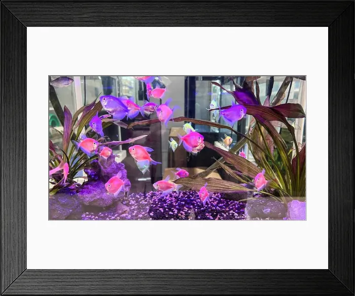 Framed Print : sea water aquarium captures of caral and tropical fishes Framed Print : sea water aquarium captures of caral and tropical fishes