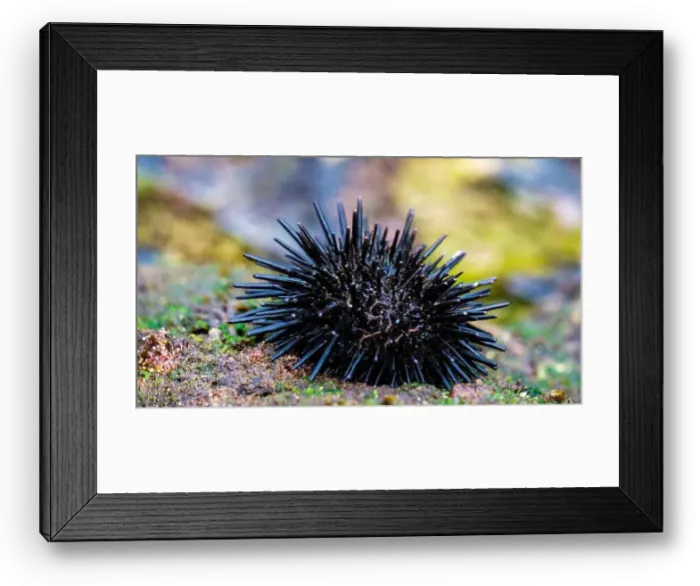 Framed Print : Sea urchin (Landak laut, bulu babi). About 950 species of sea urchin are distributed on the seabeds of every ocean Framed Print : Sea urchin (Landak laut, bulu babi). About 950 species of sea urchin are distributed on the seabeds of every ocean