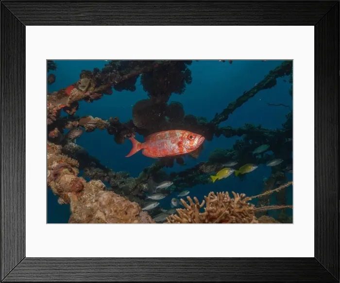 Framed Print : Fish swimming in the Red Sea, colorful fish, Eilat Israel Framed Print : Fish swimming in the Red Sea, colorful fish, Eilat Israel