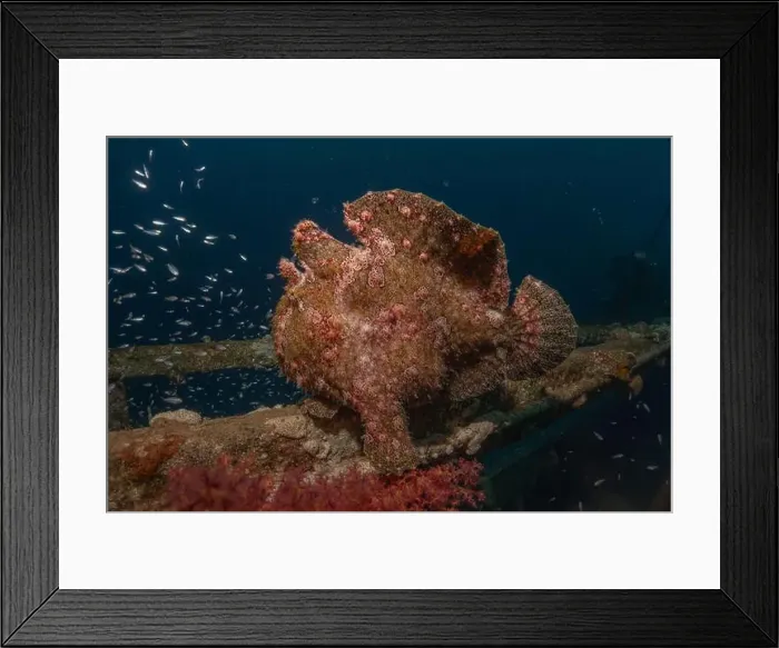 Framed Print : Frogfish swim in the Red Sea, colorful fish, Eilat Israel Framed Print : Frogfish swim in the Red Sea, colorful fish, Eilat Israel