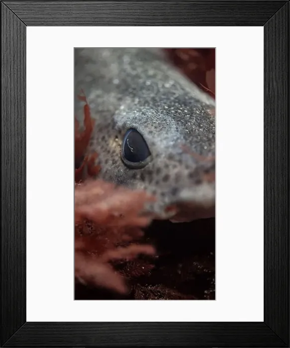 Framed Print : Close up of a lesser spotted catshark (Scyliorhinus canicula) in algae, UK Framed Print : Close up of a lesser spotted catshark (Scyliorhinus canicula) in algae, UK
