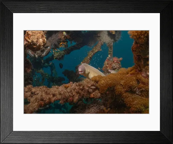 Framed Print : Moray eel Mooray lycodontis undulatus in the Red Sea, Eilat Israel Framed Print : Moray eel Mooray lycodontis undulatus in the Red Sea, Eilat Israel