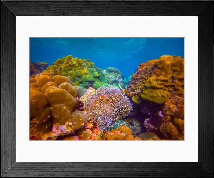 Framed Print : Clown fish Amphiprion ocellaris swim fish in polyps poisonous dangerous anemones in symbiotic neighborhood Framed Print : Clown fish Amphiprion ocellaris swim fish in polyps poisonous dangerous anemones in symbiotic neighborhood