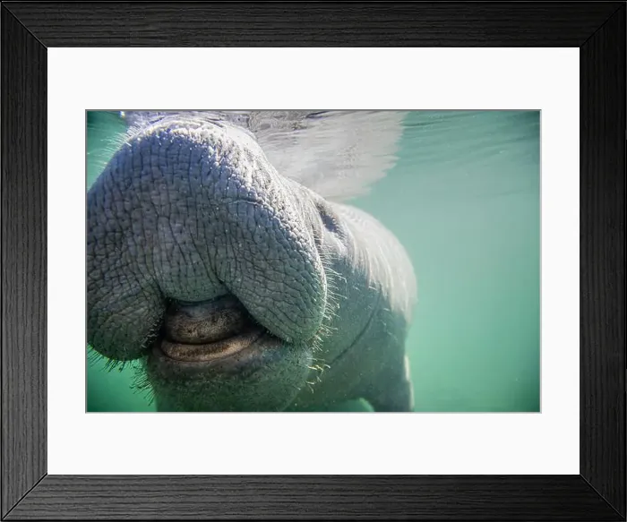 Framed Print : Close-up of a manatee swimming underwater, Florida, USA Framed Print : Close-up of a manatee swimming underwater, Florida, USA