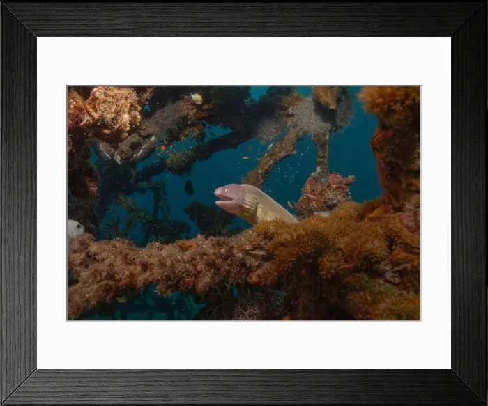 Framed Print : Moray eel Mooray lycodontis undulatus in the Red Sea, Eilat Israel Framed Print : Moray eel Mooray lycodontis undulatus in the Red Sea, Eilat Israel