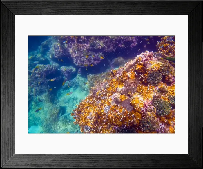Framed Print : Vibrant underwater landscape showcasing a prominent coral with a fish hiding underneath amidst other marine life Framed Print : Vibrant underwater landscape showcasing a prominent coral with a fish hiding underneath amidst other marine life