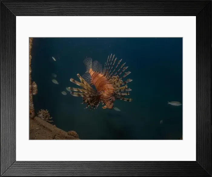 Framed Print : Lionfish in the Red Sea colorful fish, Eilat Israel Framed Print : Lionfish in the Red Sea colorful fish, Eilat Israel