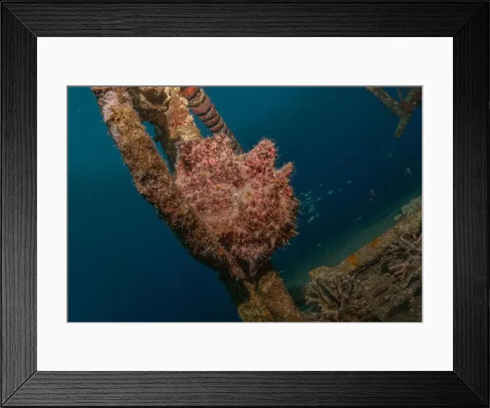 Framed Print : Frogfish swim in the Red Sea, colorful fish, Eilat Israel Framed Print : Frogfish swim in the Red Sea, colorful fish, Eilat Israel