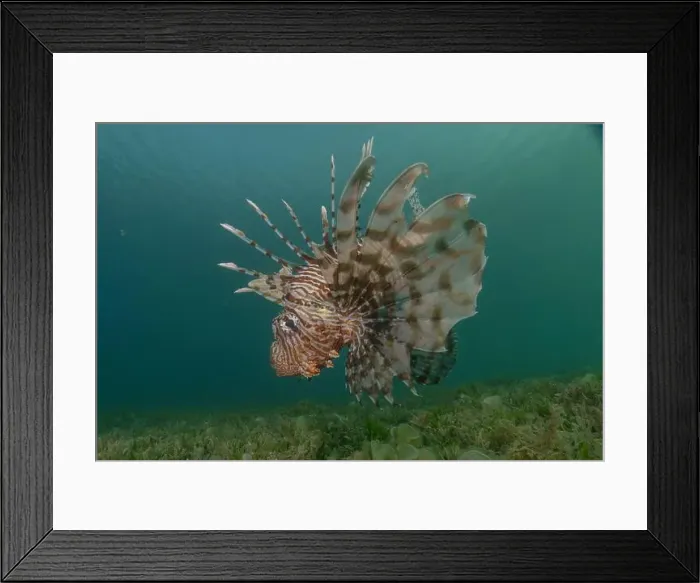 Framed Print : Lionfish in the Red Sea colorful fish, Eilat Israel Framed Print : Lionfish in the Red Sea colorful fish, Eilat Israel