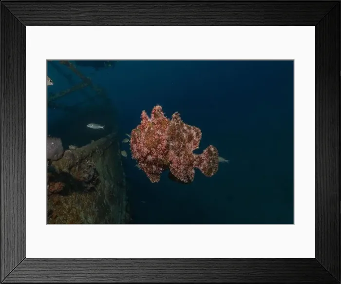 Framed Print : Frogfish swim in the Red Sea, colorful fish, Eilat Israel Framed Print : Frogfish swim in the Red Sea, colorful fish, Eilat Israel