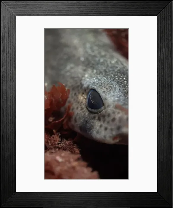 Framed Print : Close up of a lesser spotted catshark hidden amonhst algae off the Welsh coast Framed Print : Close up of a lesser spotted catshark hidden amonhst algae off the Welsh coast