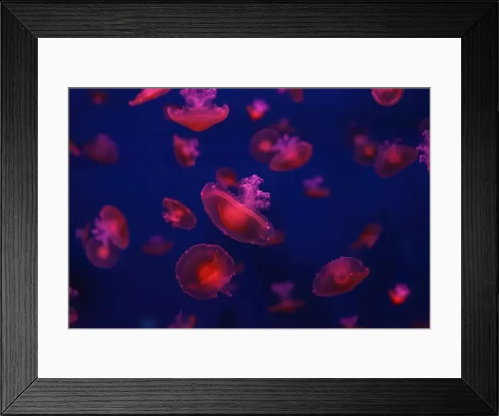 Framed Print : Mediterranean jellyfish Framed Print : Mediterranean jellyfish