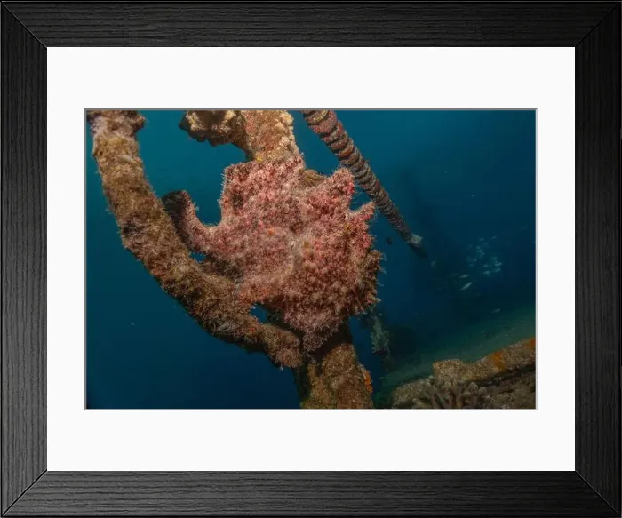 Framed Print : Frogfish swim in the Red Sea, colorful fish, Eilat Israel Framed Print : Frogfish swim in the Red Sea, colorful fish, Eilat Israel