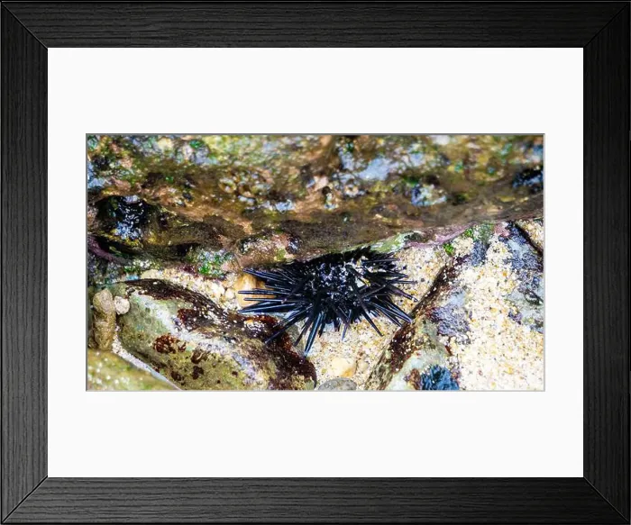 Framed Print : Sea urchin (Landak laut, bulu babi). About 950 species of sea urchin are distributed on the seabeds of every ocean Framed Print : Sea urchin (Landak laut, bulu babi). About 950 species of sea urchin are distributed on the seabeds of every ocean