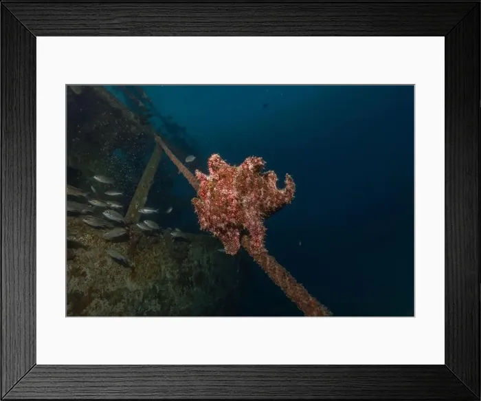 Framed Print : Frogfish swim in the Red Sea, colorful fish, Eilat Israel Framed Print : Frogfish swim in the Red Sea, colorful fish, Eilat Israel