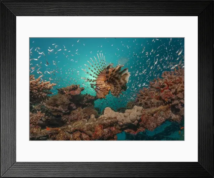 Framed Print : Lionfish in the Red Sea colorful fish, Eilat Israel Framed Print : Lionfish in the Red Sea colorful fish, Eilat Israel