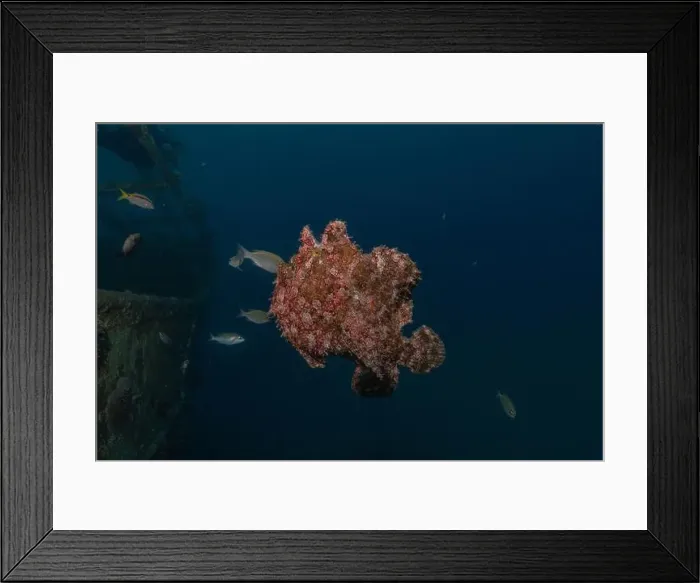 Framed Print : Frogfish swim in the Red Sea, colorful fish, Eilat Israel Framed Print : Frogfish swim in the Red Sea, colorful fish, Eilat Israel