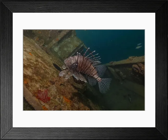 Framed Print : Lionfish in the Red Sea colorful fish, Eilat Israel Framed Print : Lionfish in the Red Sea colorful fish, Eilat Israel