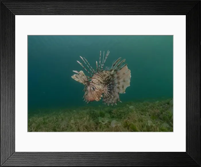 Framed Print : Lionfish in the Red Sea colorful fish, Eilat Israel Framed Print : Lionfish in the Red Sea colorful fish, Eilat Israel