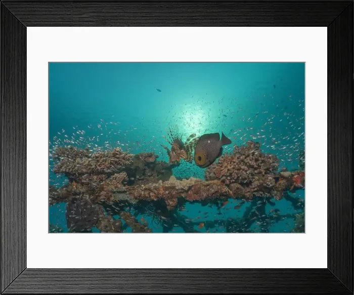 Framed Print : Fish swimming in the Red Sea, colorful fish, Eilat Israel Framed Print : Fish swimming in the Red Sea, colorful fish, Eilat Israel