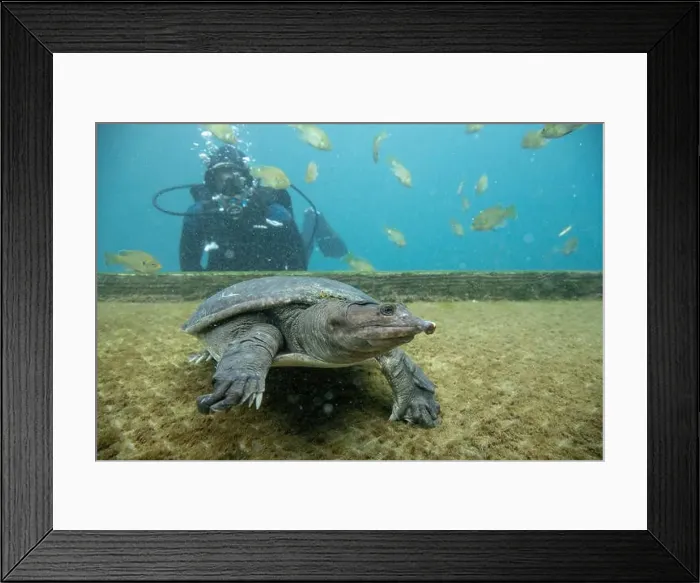 Framed Print : Scuba diver swimming underwater with Virgil the turtle, Blue Grotto, Williston, Florida, USA