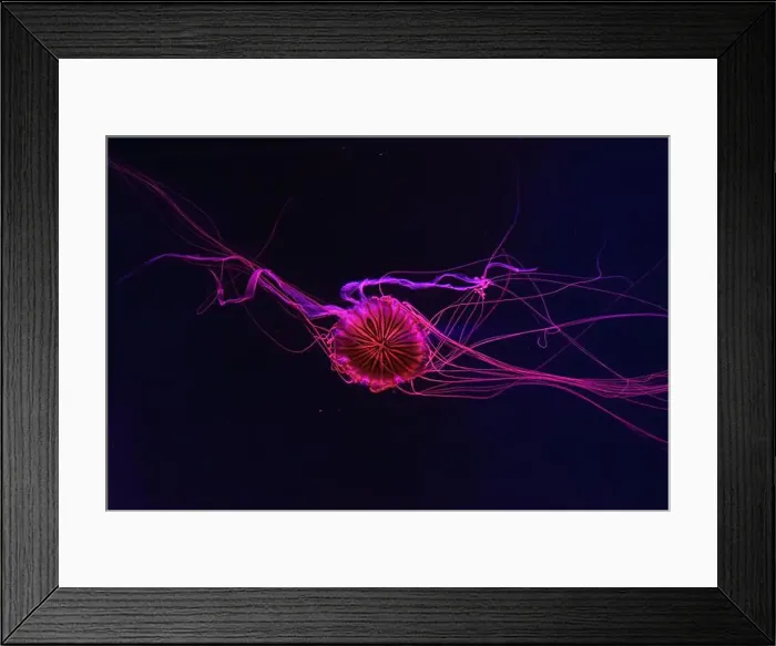 Framed Print : Fluorescent jellyfish swimming underwater aquarium pool with red neon light Framed Print : Fluorescent jellyfish swimming underwater aquarium pool with red neon light