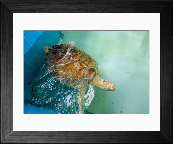 Framed Print : Big Olive Ridley turtle is swimming in a large pond Framed Print : Big Olive Ridley turtle is swimming in a large pond