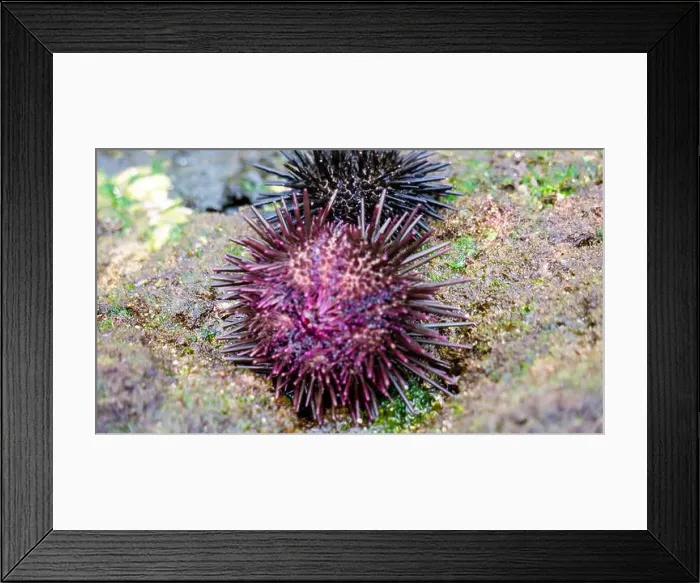 Framed Print : Sea urchin (Landak laut, bulu babi). About 950 species of sea urchin are distributed on the seabeds of every ocean Framed Print : Sea urchin (Landak laut, bulu babi). About 950 species of sea urchin are distributed on the seabeds of every ocean