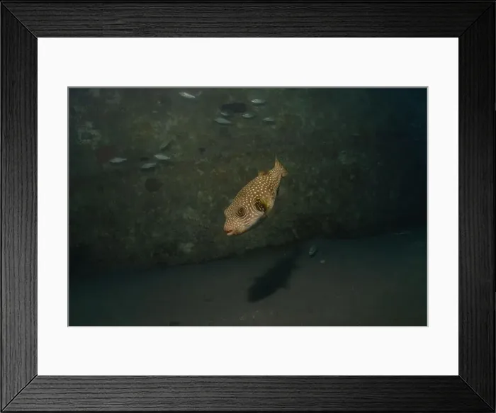 Framed Print : Fish swimming in the Red Sea, colorful fish, Eilat Israel Framed Print : Fish swimming in the Red Sea, colorful fish, Eilat Israel