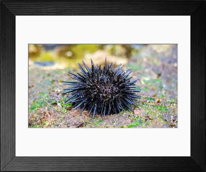 Framed Print : Sea urchin (Landak laut, bulu babi). About 950 species of sea urchin are distributed on the seabeds of every ocean Framed Print : Sea urchin (Landak laut, bulu babi). About 950 species of sea urchin are distributed on the seabeds of every ocean