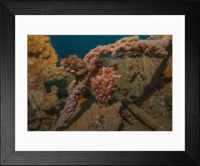 Framed Print : Frogfish swim in the Red Sea, colorful fish, Eilat Israel Framed Print : Frogfish swim in the Red Sea, colorful fish, Eilat Israel