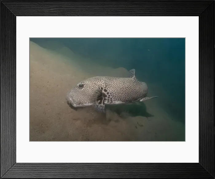 Framed Print : Fish swimming in the Red Sea, colorful fish, Eilat Israel Framed Print : Fish swimming in the Red Sea, colorful fish, Eilat Israel
