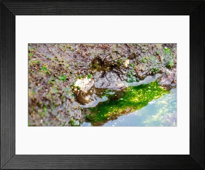 Framed Print : Sea urchin (Landak laut, bulu babi). About 950 species of sea urchin are distributed on the seabeds of every ocean Framed Print : Sea urchin (Landak laut, bulu babi). About 950 species of sea urchin are distributed on the seabeds of every ocean