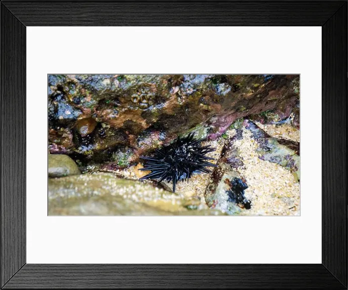 Framed Print : Sea urchin (Landak laut, bulu babi). About 950 species of sea urchin are distributed on the seabeds of every ocean Framed Print : Sea urchin (Landak laut, bulu babi). About 950 species of sea urchin are distributed on the seabeds of every ocean