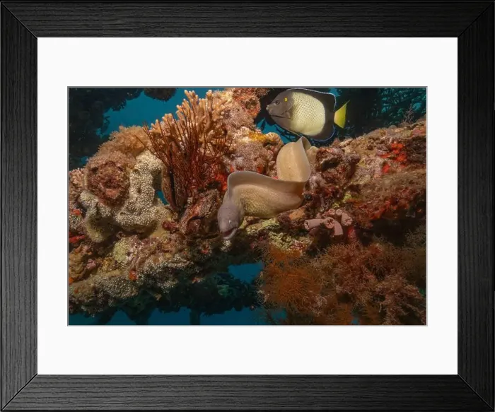 Framed Print : Moray eel Mooray lycodontis undulatus in the Red Sea, Eilat Israel Framed Print : Moray eel Mooray lycodontis undulatus in the Red Sea, Eilat Israel