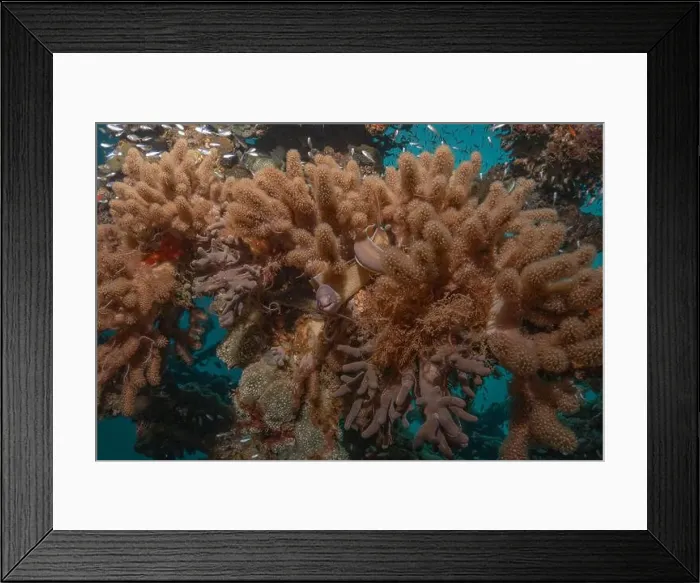 Framed Print : Moray eel Mooray lycodontis undulatus in the Red Sea, Eilat Israel Framed Print : Moray eel Mooray lycodontis undulatus in the Red Sea, Eilat Israel