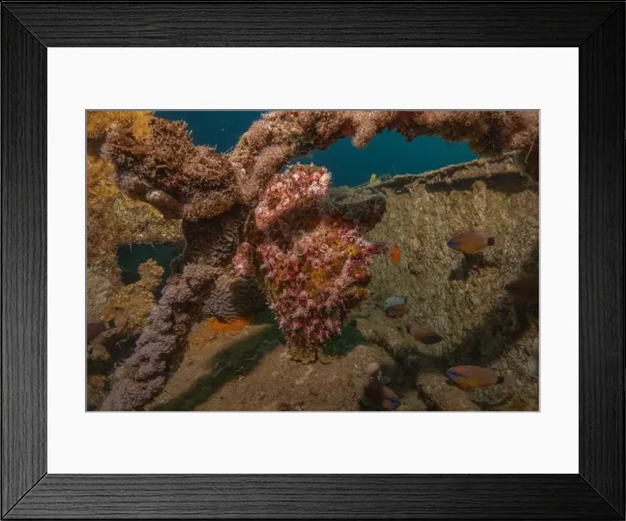 Framed Print : Frogfish swim in the Red Sea, colorful fish, Eilat Israel Framed Print : Frogfish swim in the Red Sea, colorful fish, Eilat Israel