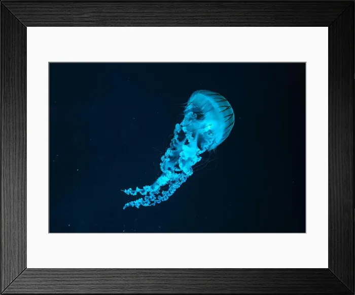 Framed Print : Jellifish South american sea nettle Framed Print : Jellifish South american sea nettle