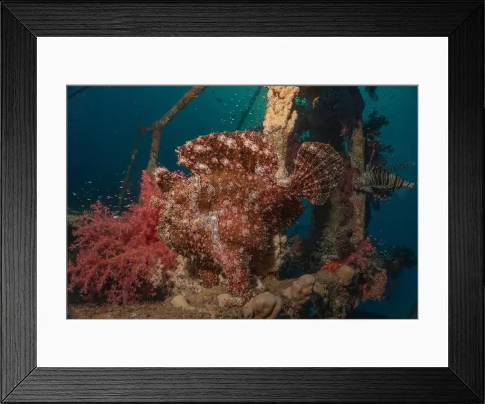 Framed Print : Frogfish swim in the Red Sea, colorful fish, Eilat Israel Framed Print : Frogfish swim in the Red Sea, colorful fish, Eilat Israel