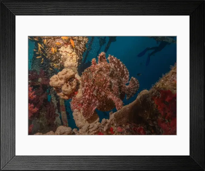 Framed Print : Frogfish swim in the Red Sea, colorful fish, Eilat Israel Framed Print : Frogfish swim in the Red Sea, colorful fish, Eilat Israel